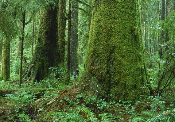 Lush Old Growth Forests around the Tofino Peninsula